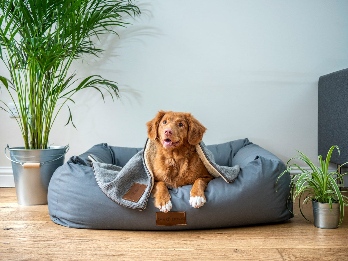 Pet Beds & Cat Towers