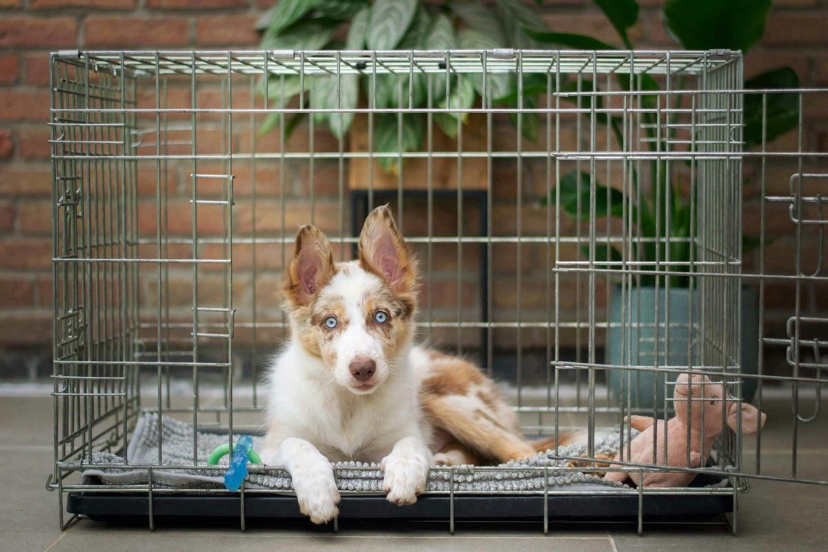 Kennels, Crates & Carriers