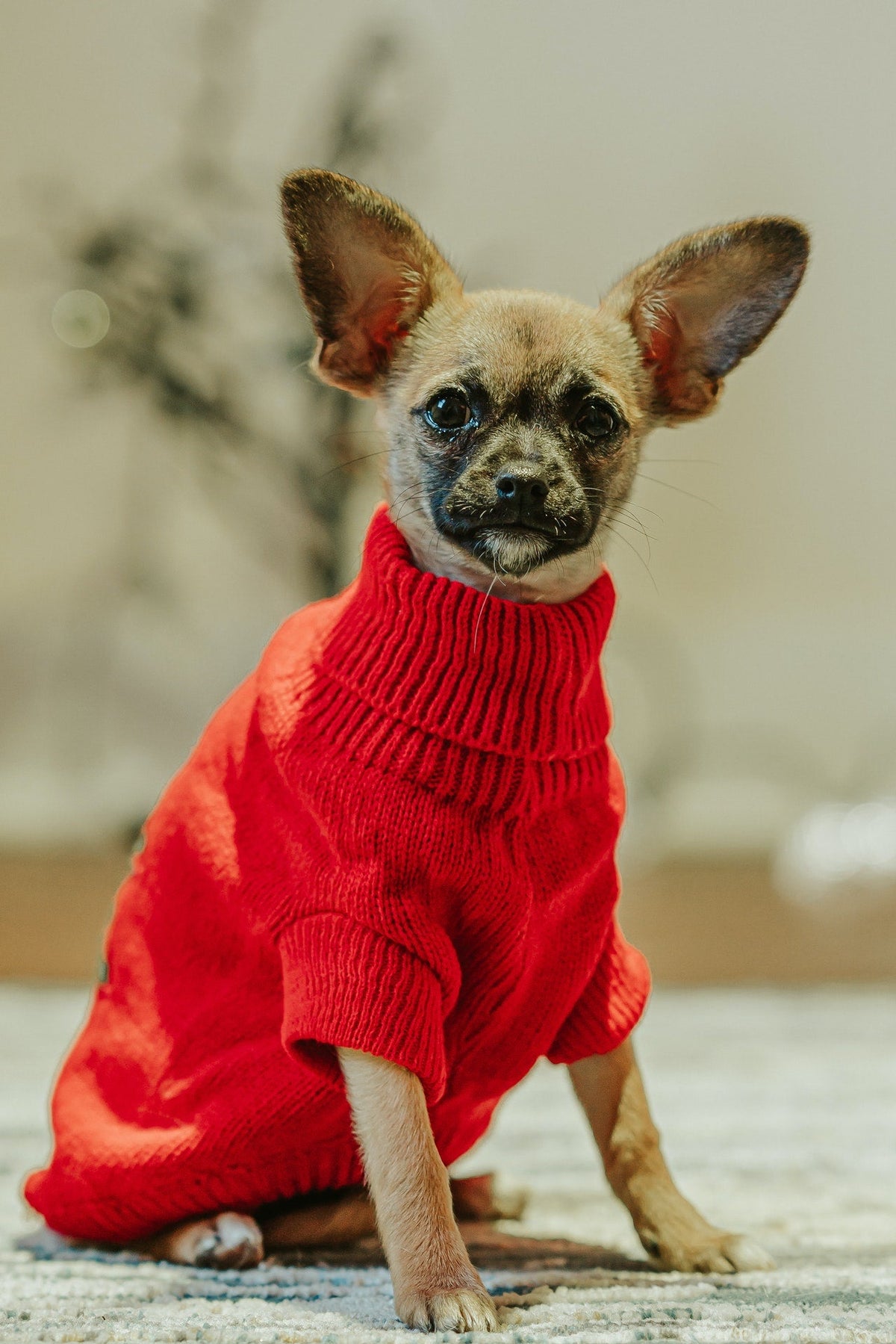Pet Apparel