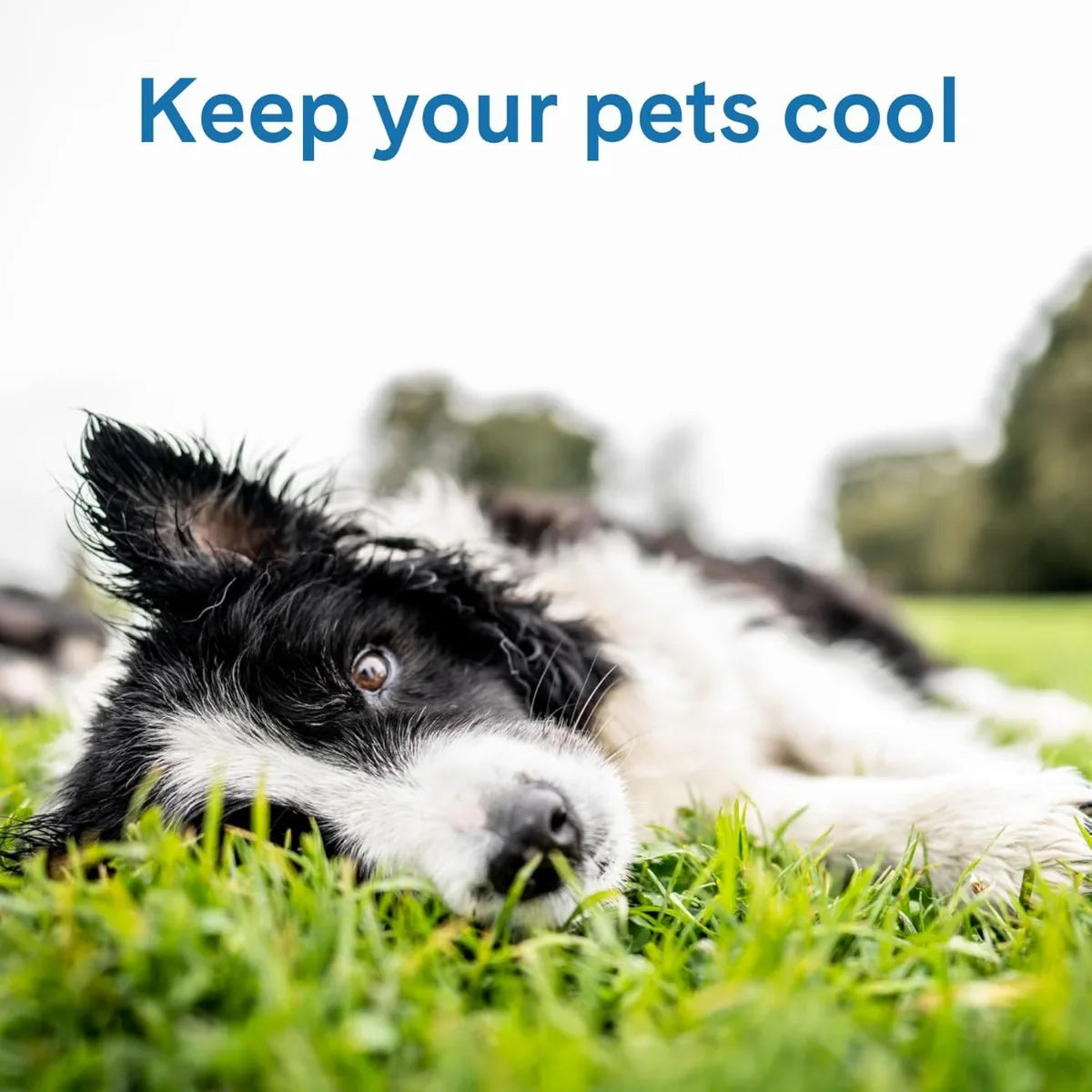 XIUWO Self Cooling Pressure Activated Pet Mat For Dogs Cats