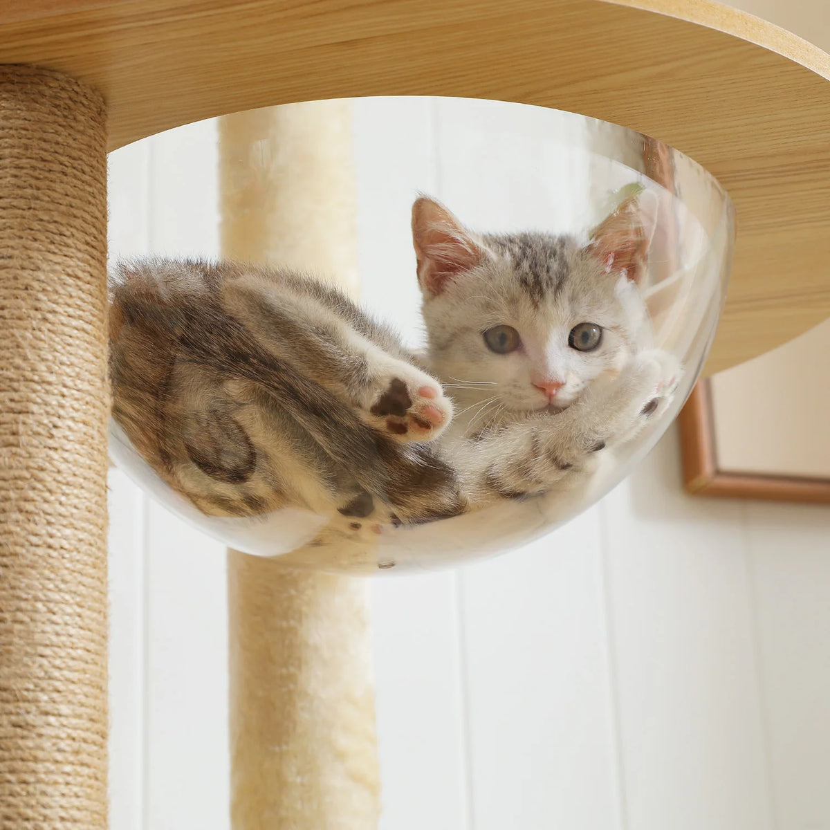 PAWZ Multi Level Cat Condo With Scratching Posts And Hammock