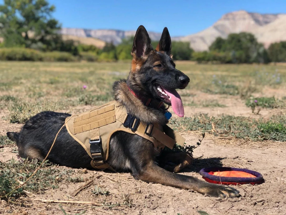 Breathable Padded Tactical Dog Harness And Nylon Collar Set